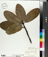 Mammea americana image