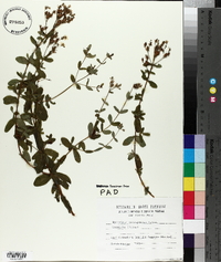 Hypericum tetrapterum image