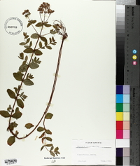 Hypericum tetrapterum image