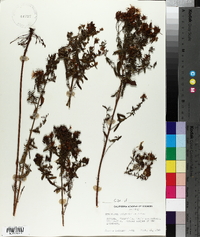 Hypericum tetrapterum image