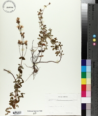 Hypericum pulchrum image