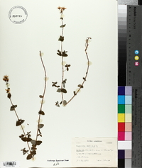 Hypericum pulchrum image