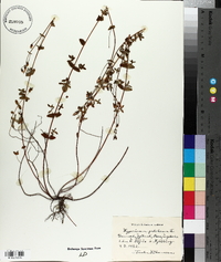Hypericum pulchrum image