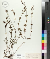 Hypericum pulchrum image