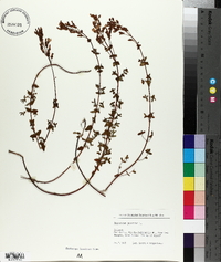 Hypericum pulchrum image