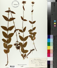 Hypericum montanum image