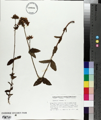 Hypericum montanum image