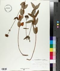Hypericum montanum image