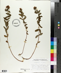 Hypericum maculatum image