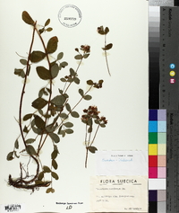 Hypericum maculatum image