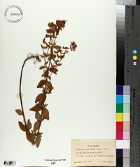 Hypericum maculatum image