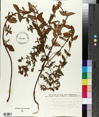 Hypericum maculatum image