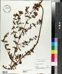 Hypericum maculatum image