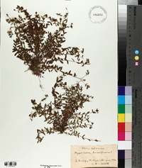 Hypericum humifusum image