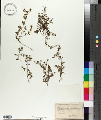 Hypericum humifusum image