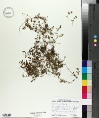 Hypericum humifusum image