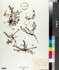 Hypericum humifusum image