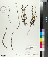 Hypericum gramineum image