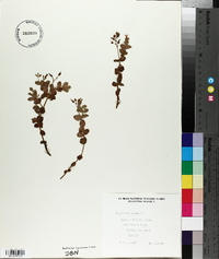Hypericum elodes image