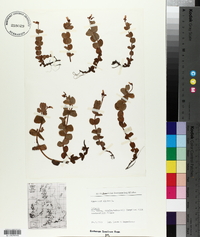 Hypericum elodes image
