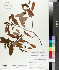 Triadenum walteri image