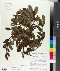 Triadenum walteri image