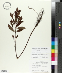 Triadenum walteri image