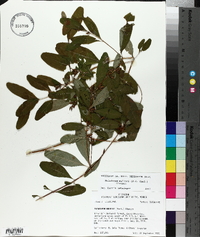 Triadenum walteri image