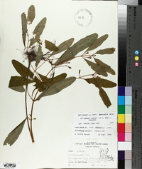 Triadenum walteri image