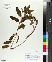 Triadenum walteri image