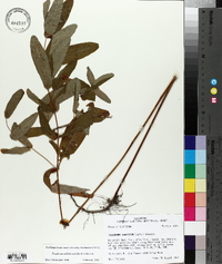 Triadenum tubulosum image