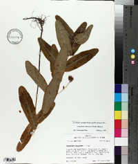 Triadenum tubulosum image