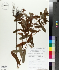 Triadenum virginicum image