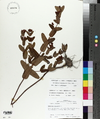 Triadenum virginicum image