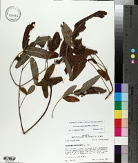 Triadenum tubulosum image