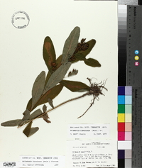 Triadenum tubulosum image