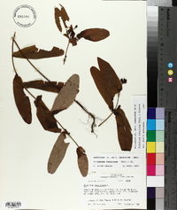 Triadenum tubulosum image