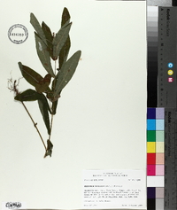 Triadenum tubulosum image