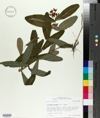 Triadenum tubulosum image