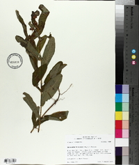 Triadenum tubulosum image