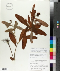Triadenum tubulosum image