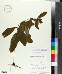 Triadenum tubulosum image