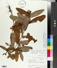 Triadenum tubulosum image