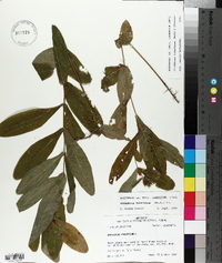 Triadenum tubulosum image
