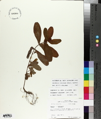 Triadenum tubulosum image