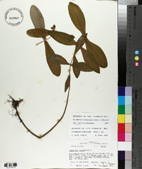 Triadenum tubulosum image