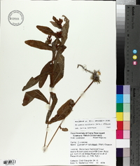 Triadenum tubulosum image
