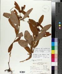 Triadenum tubulosum image