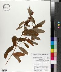 Hypericum tubulosum image