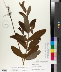 Triadenum tubulosum image